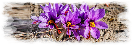 Crocus Sativus - Il fiore dello zafferano